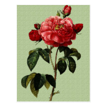 Art rose cartes postales