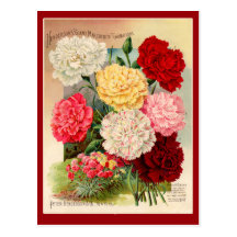 Art vintage de paquet de graine d'oeillets sur des cartes postales