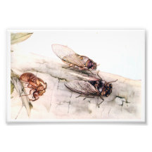 Art vintage d'insecte art photographique