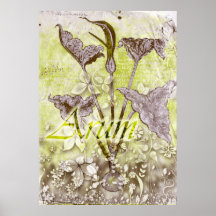 arum affiche