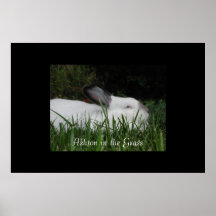 Ashton dans l'herbe posters