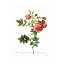 Assemblées plénières de virginiana de Rosa Carte Postale