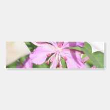 Assez dans le rose adhésifs pour voiture