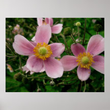 Assez dans le rose affiches