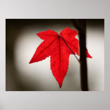 Aster rouge posters