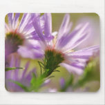 Asters dans la lumière de matin - Mousepad Tapis De Souris