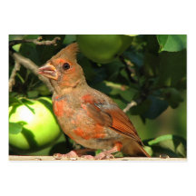 ATC cardinal de bébé Modèles De Cartes De Visite
