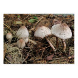 ATC de ~ de mélange de champignon Cartes De Visite Personnelles