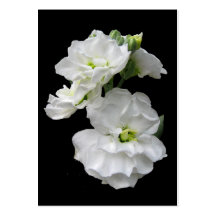 ATC de fleurs blanches Carte De Visite