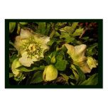 ATC de Hellebore de rose Lenten Carte De Visite