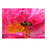 ATC de Hoverfly et de Rosa Mundi Cartes De Visite Professionnelles