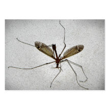 ATC de mouche de grue Cartes De Visite Personnelles