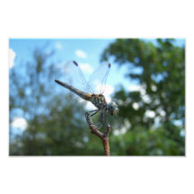 Atterrissage de libellule - photo sur toile