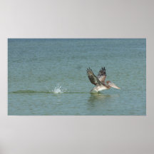 Atterrissage de pélican sur la copie de toile de s poster