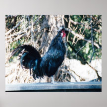 Attraper-Mi-Griffonnage-Doo Affiche