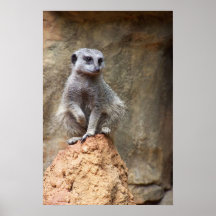 au zoo… affiches