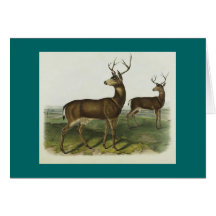 Audubon - cerf commun à queue noire colombien cartes de vœux
