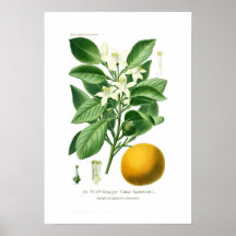 Auranticum d'agrume (orange amère) affiche