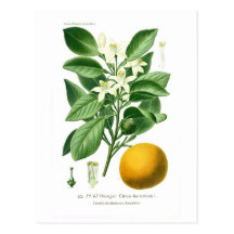 Auranticum d'agrume (orange amère) cartes postales