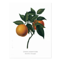 Auranticum "Séville Orange d'agrume Cartes Postales