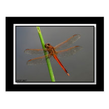 auripennis D'or-à ailes de Libellula d'écumoire Carte Postale