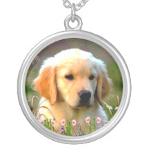 Austin le Labrador d'or Collier