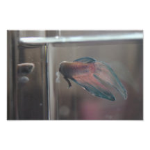 Auto-réflexion Tirages Photo