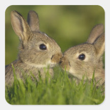 Autocollant 1 de lapin