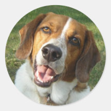 Autocollant de beagle