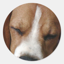 Autocollant de beagle de sommeil