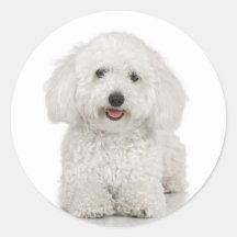 Autocollant de Bichon Frise