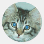 Autocollant de chaton d'Indy