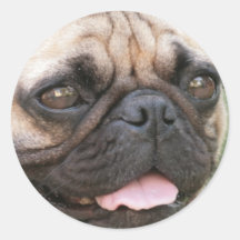Autocollant de chien de carlin