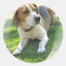 Autocollant de chien de chasse de beagle