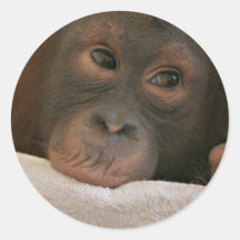Autocollant de chimpanzé de bébé