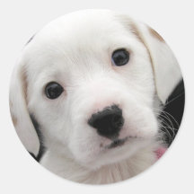Autocollant de chiot
