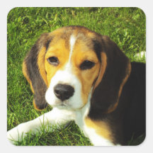 Autocollant de chiot de beagle