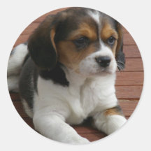 Autocollant de chiot de beagle