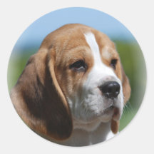 Autocollant de chiot de beagle