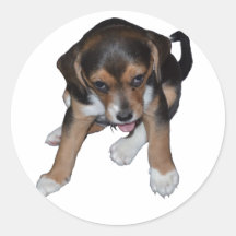 Autocollant de chiot de beagle