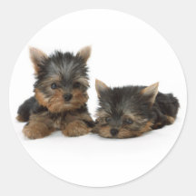 Autocollant de chiots de Yorkshire Terrier