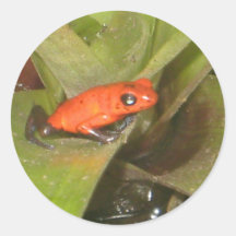 Autocollant de grenouille