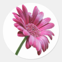 Autocollant de marguerite de Gerbera
