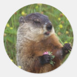 Autocollant de pose de Groundhog - plus étroitemen