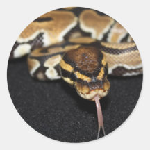 Autocollant de python de boule