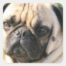 Autocollant de race de chien de carlin