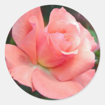 Autocollant de rose de rose