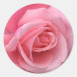 Autocollant de rose de rose