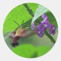Autocollant de Vervain de mite de Hummer