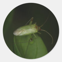 Autocollant d'insecte